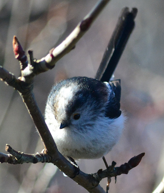 Long Tailed Tit