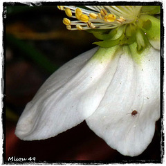 MON JARDIN