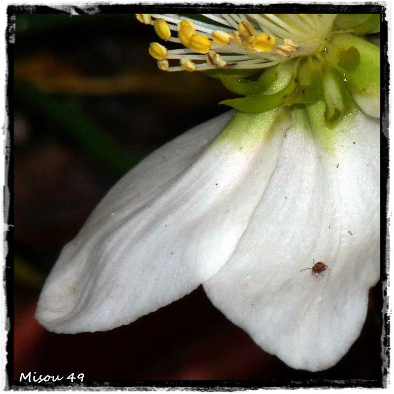 MON JARDIN