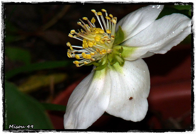 MON JARDIN