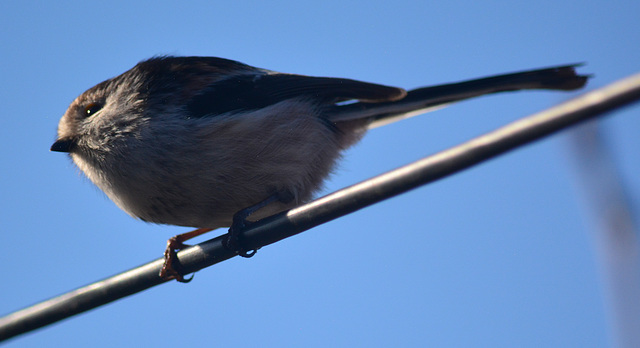 Long Tailed Tit