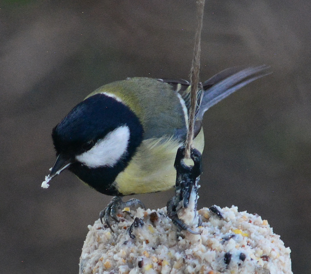 Great Tit