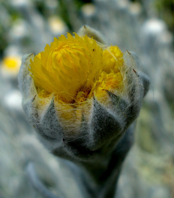 bursting bud