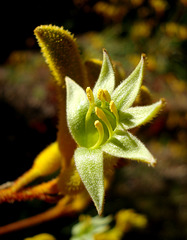 Yellow kangaroo paw