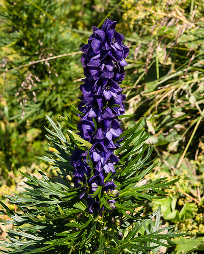 Aconitum compactum - 2012-08-02-_DSC1447