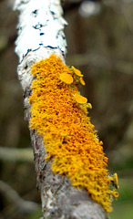 Lichen