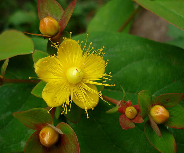 yellow wildflower