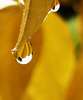 Autumn gold and diamonds_2