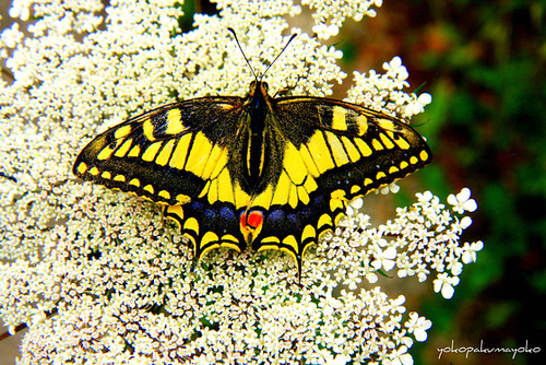 Macaone sardo (Papilio hospiton)