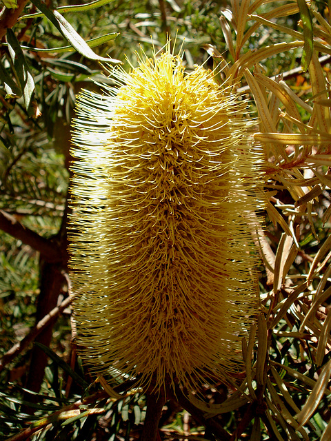 Silver banksia_1