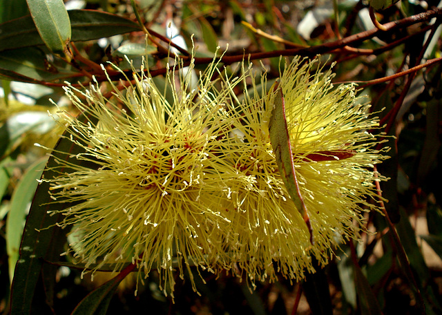 yellow flowering gum tree_1