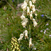 Aconitum vulparia Rchb. agg. - 2012-08-02-_DSC1456