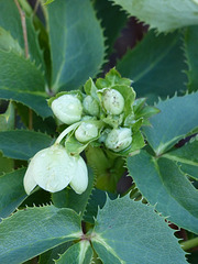 A Wild Flower - 11 January 2014