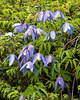 Clematis alpina - 2012-07-04-_DSC0409