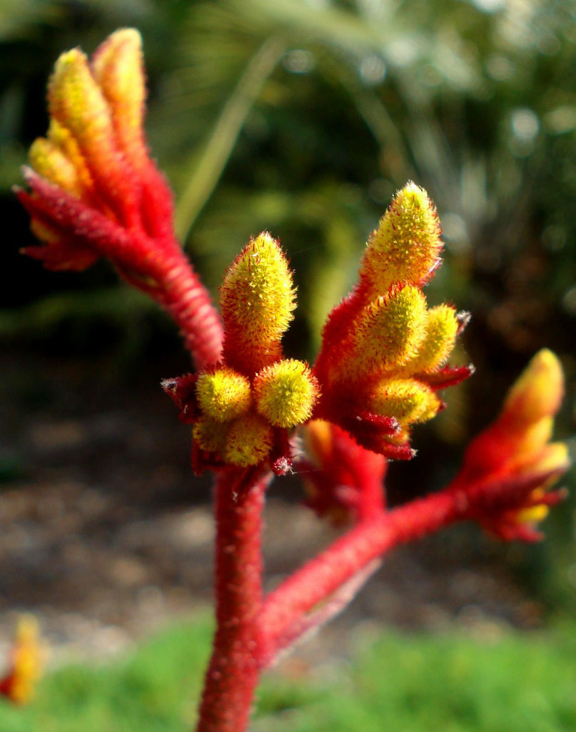 Kangaroo Paw_2