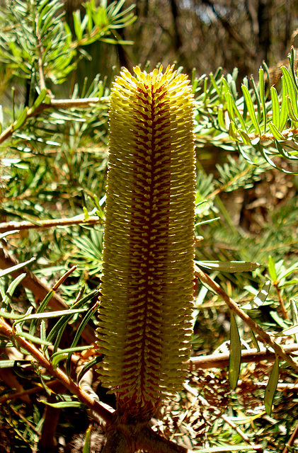 Silver banksia_1