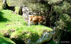 Cow on rock
