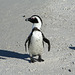 Posing Penguin - this is my best side