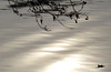Softly Sinking...