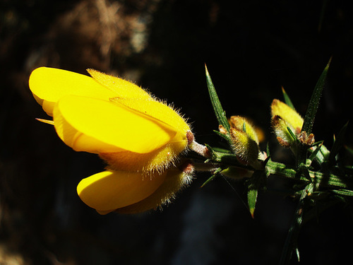 Daviesia ulicifolia (?)