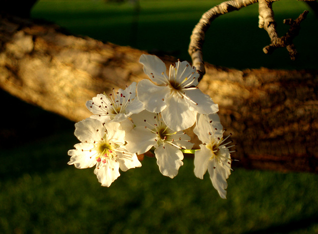 Abendkirschen_1