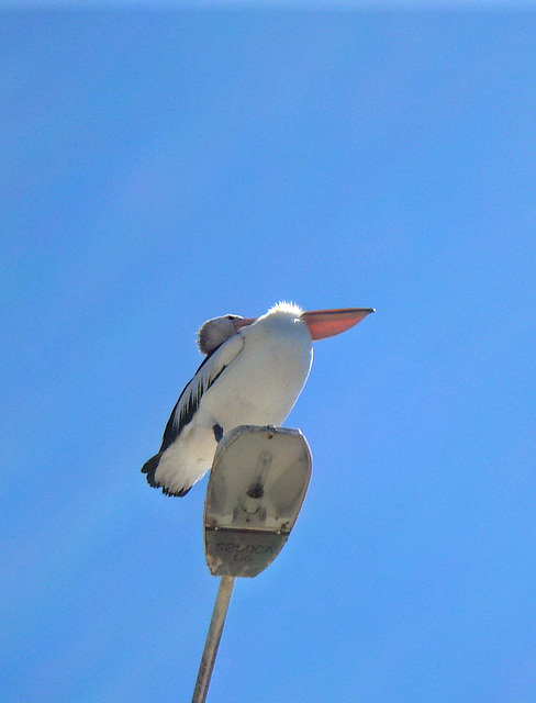 Pelican occupying streetlamp