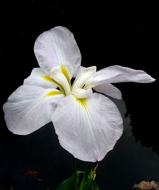 white iris