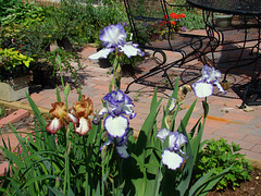 Irises