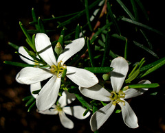 White flowering shrub