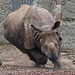 Nashorn Zoo Basel DSC02053