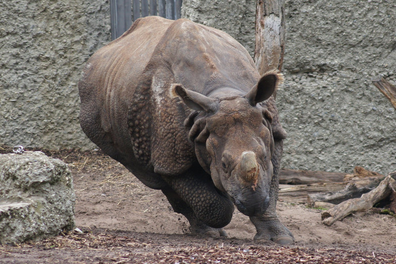 Nashorn Zoo Basel DSC02053