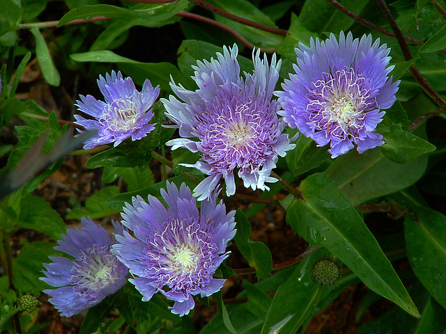 Stoke's Aster