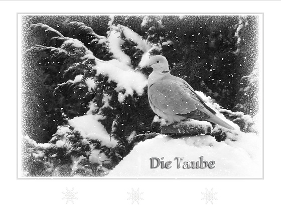 Die Taube