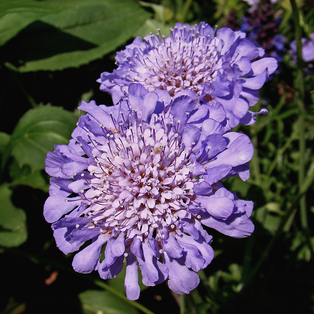 Scabiosa flower