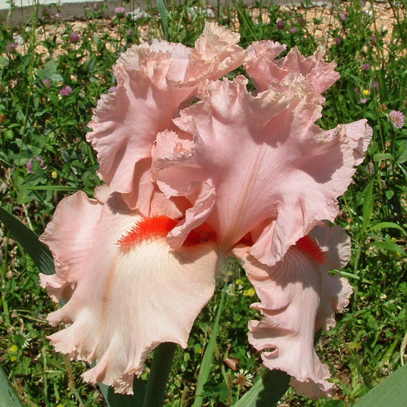 Bearded iris - Larue Boswell