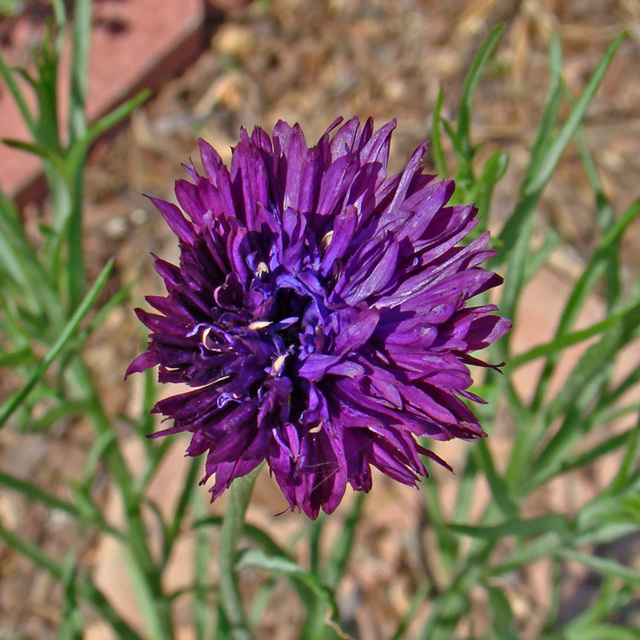 PurpleBachelor's Button