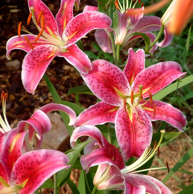 Pink lilies