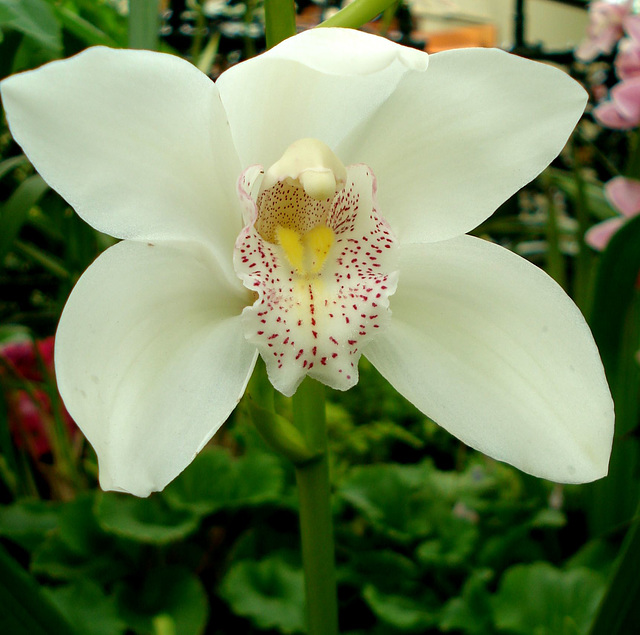 Orchid, Fitzroy Gardens conservatory