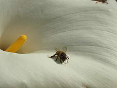 Biene auf weiss