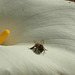 Biene auf weiss