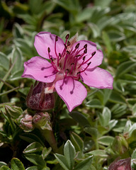 Potentilla nitida, Dolomiten-Fingerkraut - 2010-07-31-_DSC2417