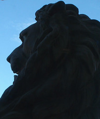 Old Customs House, lion from coat of arms seen from inside