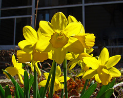 Spring daffodils