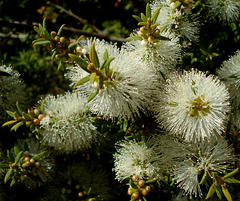 flowering Moonah