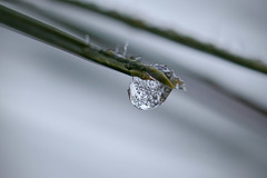Frozen Droplet with Bubbles on a Pine Needle