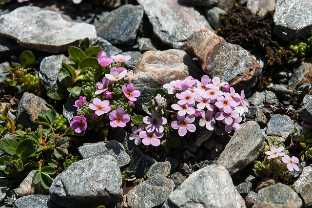 Androsace alpina - 2012-07-16-_DSC0954