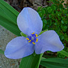 Spiderwort