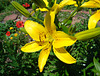 Yellow lily