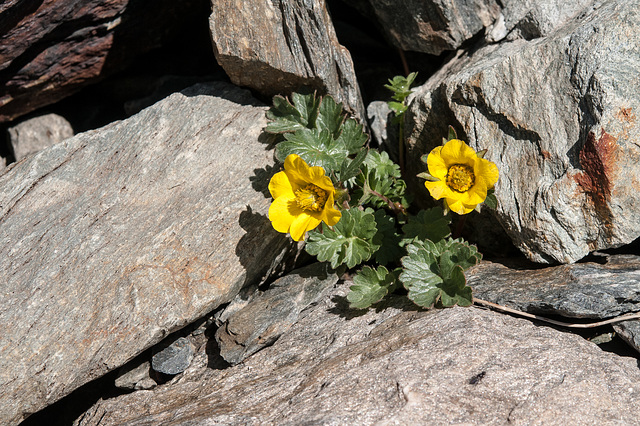 Sieversia reptans, Kriechende Bergnelkenwurz  - 2012-07-16-_DSC0912