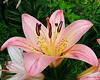 Light Pink Lily